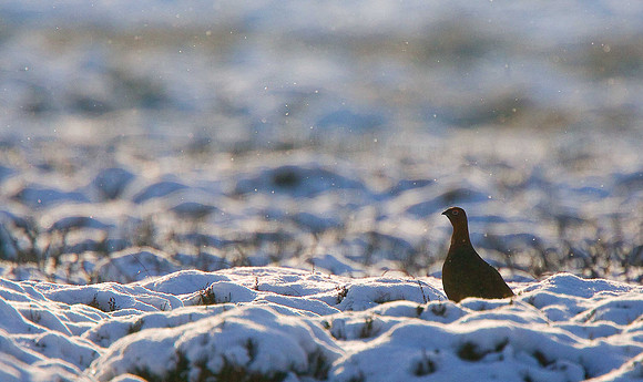 Red Grouse