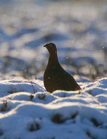 Red Grouse