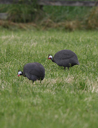 Guinea Fowl