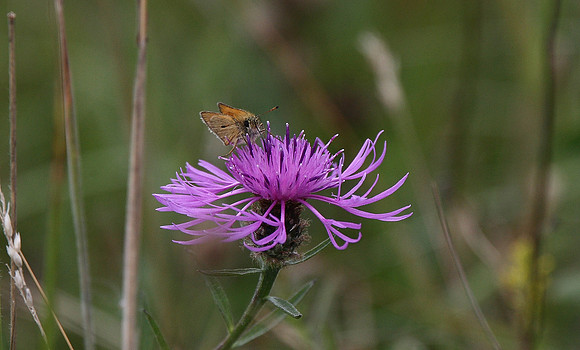 Essex Skipper