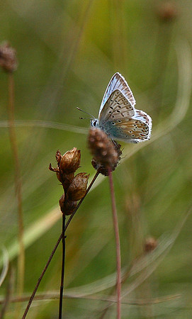 Chalkhill Blue