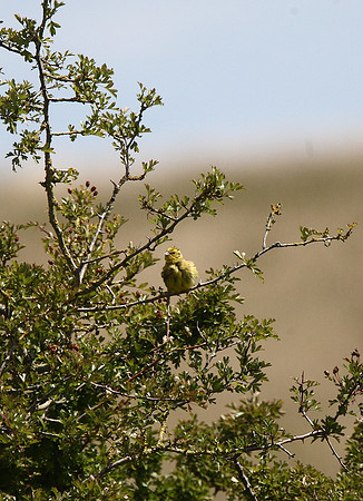 Yellowhammer