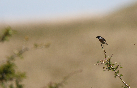 Stonechat