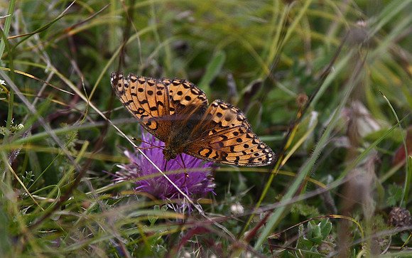 Dark Green Fritillary