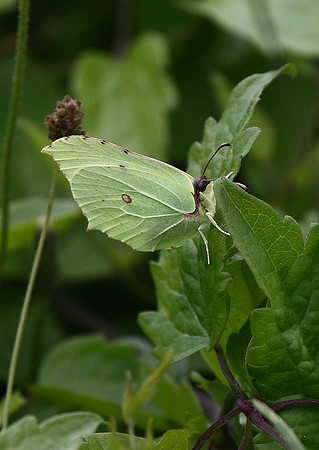 Brimstone