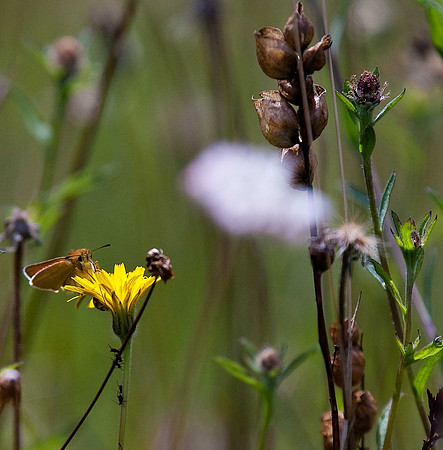 Essex Skipper