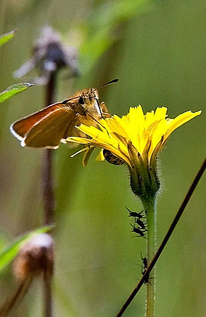 Essex Skipper