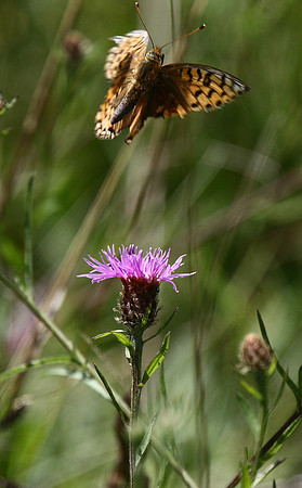 Dark Green Fritillary