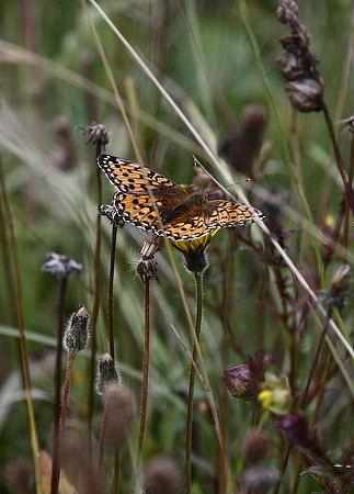 Dark Green Fritillary