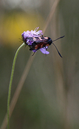 Burnet Moth