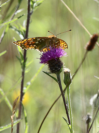 Dark Green Fritillary
