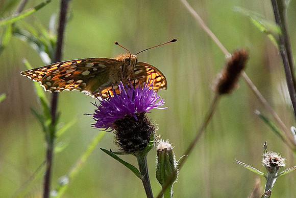 Dark Green Fritillary