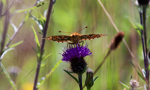 Dark Green Fritillary