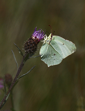 Brimstone