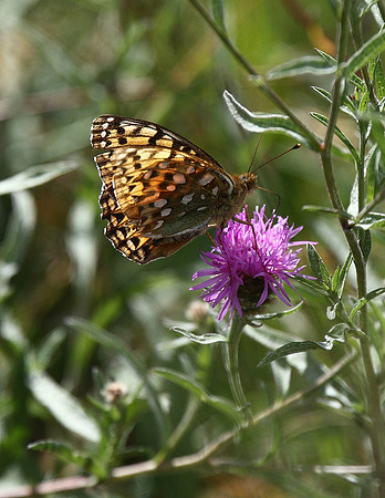 Dark Green Fritillary
