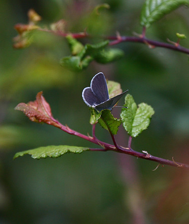 Small Blue