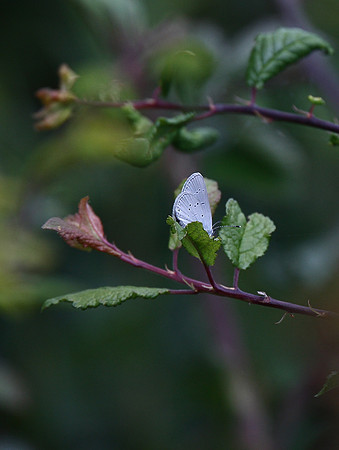 Small Blue