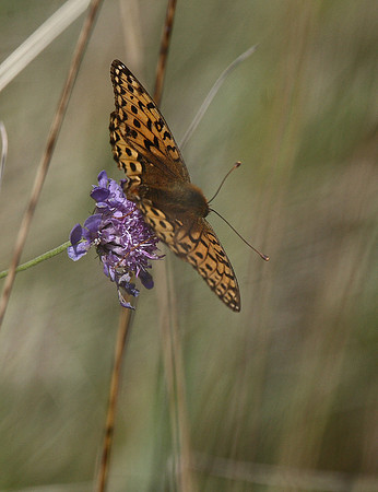 Dark Green Fritillary