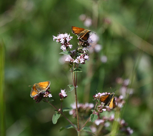 Skippers