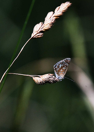 Brown Argus