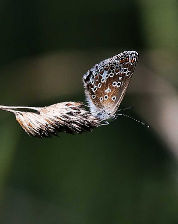 Brown Argus