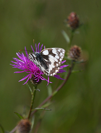 Marbled White