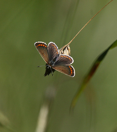 Brown Argus