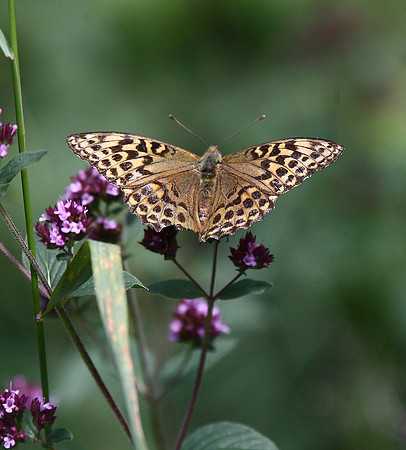 Silver-washed Fritillary