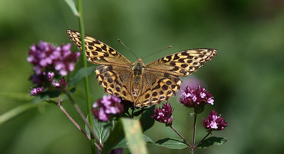 Silver-washed Fritillary