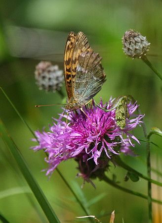 Silver-washed Fritillary