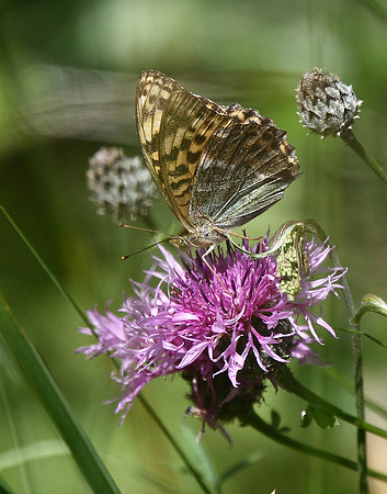 Silver-washed Fritillary