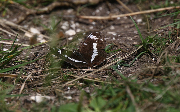 White Admiral