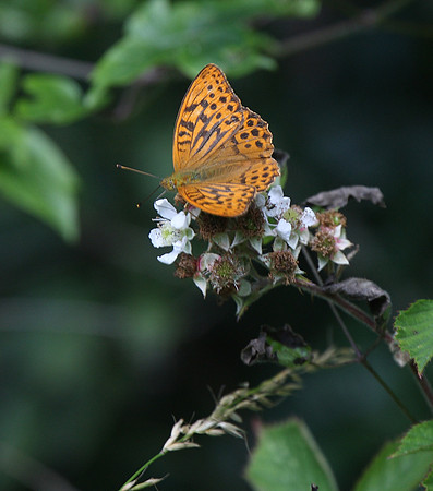 Silver-washed Fritillary