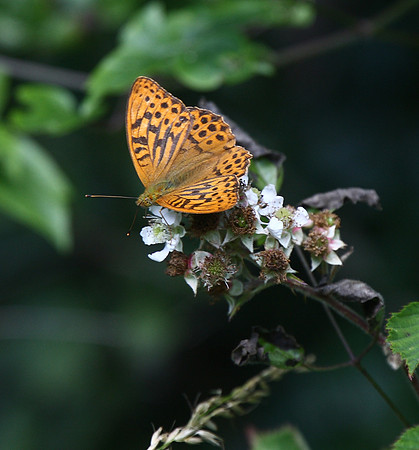 Silver-washed Fritillary