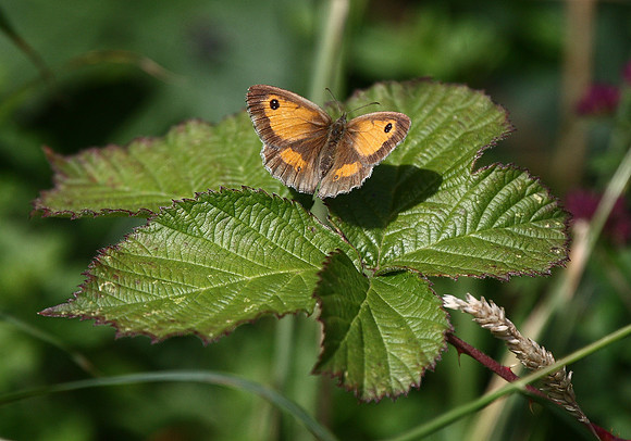 Gatekeeper