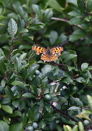 Comma