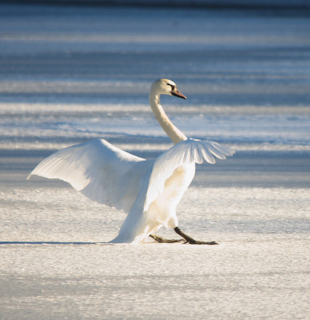 Mute Swan