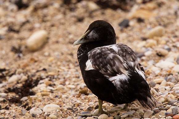 Eider