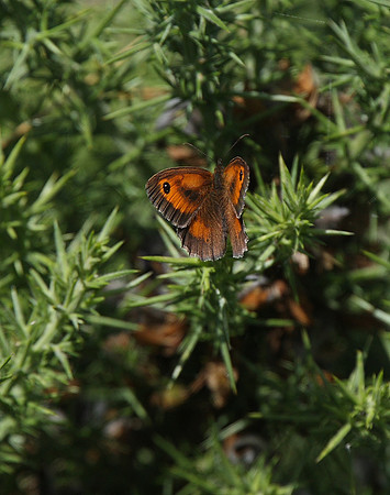 Gatekeeper