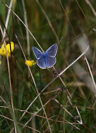 Common Blue
