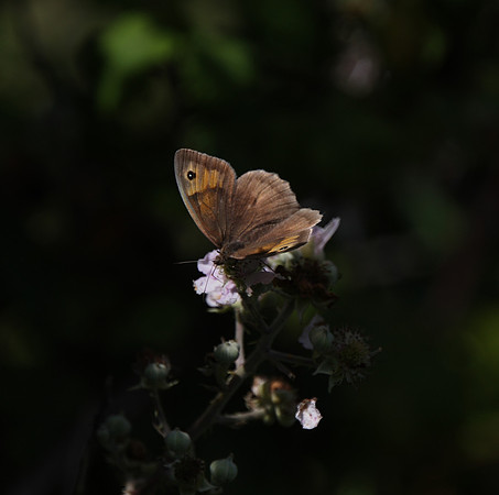 Meadow Brown