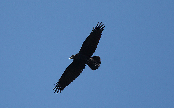 Raven