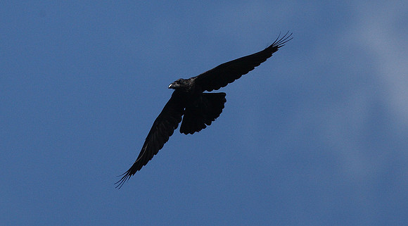 Raven
