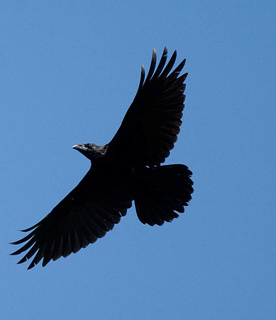 Raven