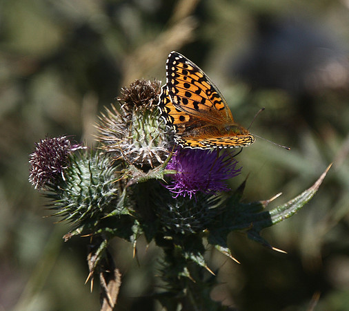 Dark Green Fritillary