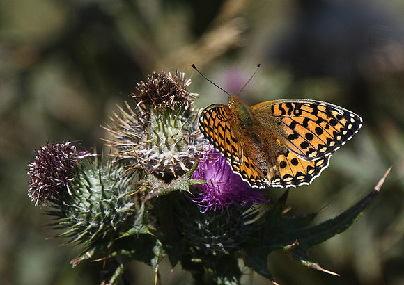 Dark Green Fritillary