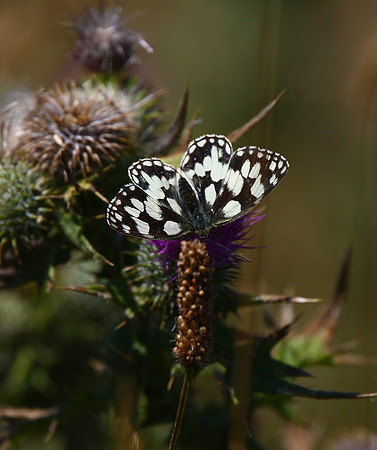 Marbled White