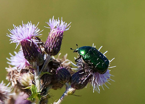 Rose Chafer Beetle