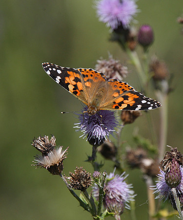 Painted Lady