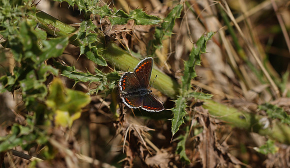 Brown Argus